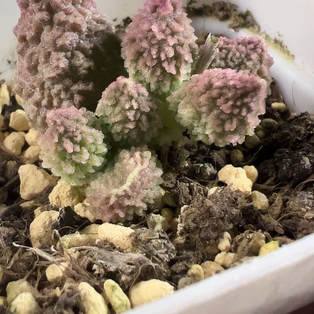 冰晶倒刺款实生新品多肉植物