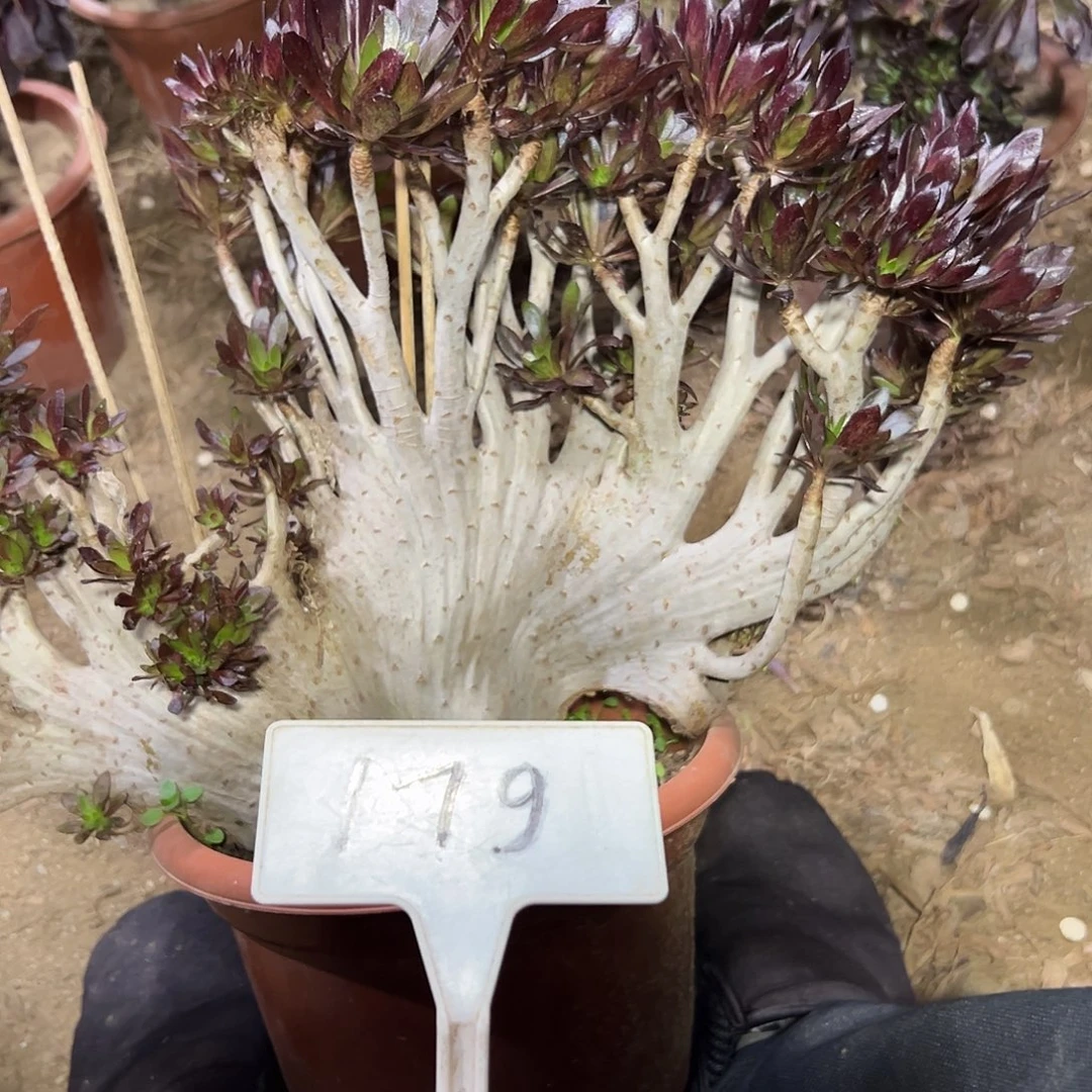 多肉植物黑法师缀花179