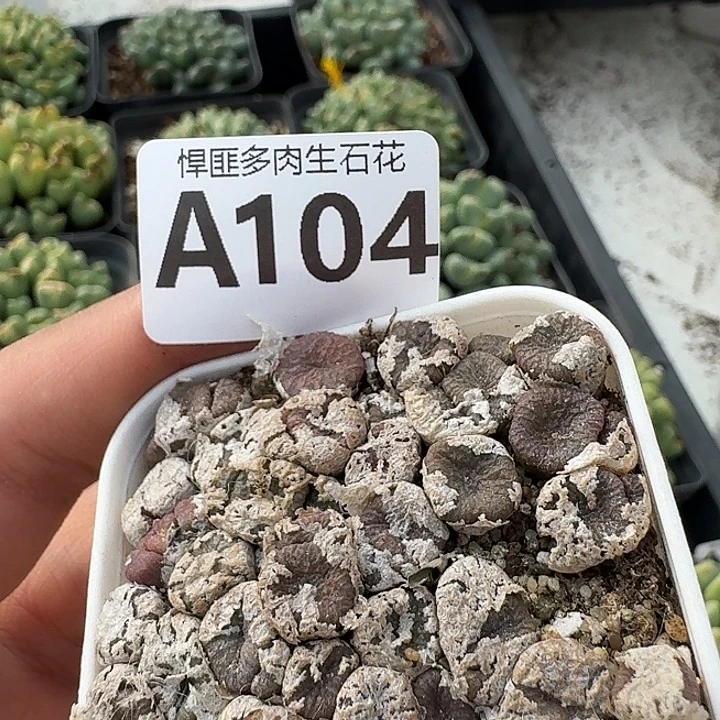 104多肉植物多肉植物