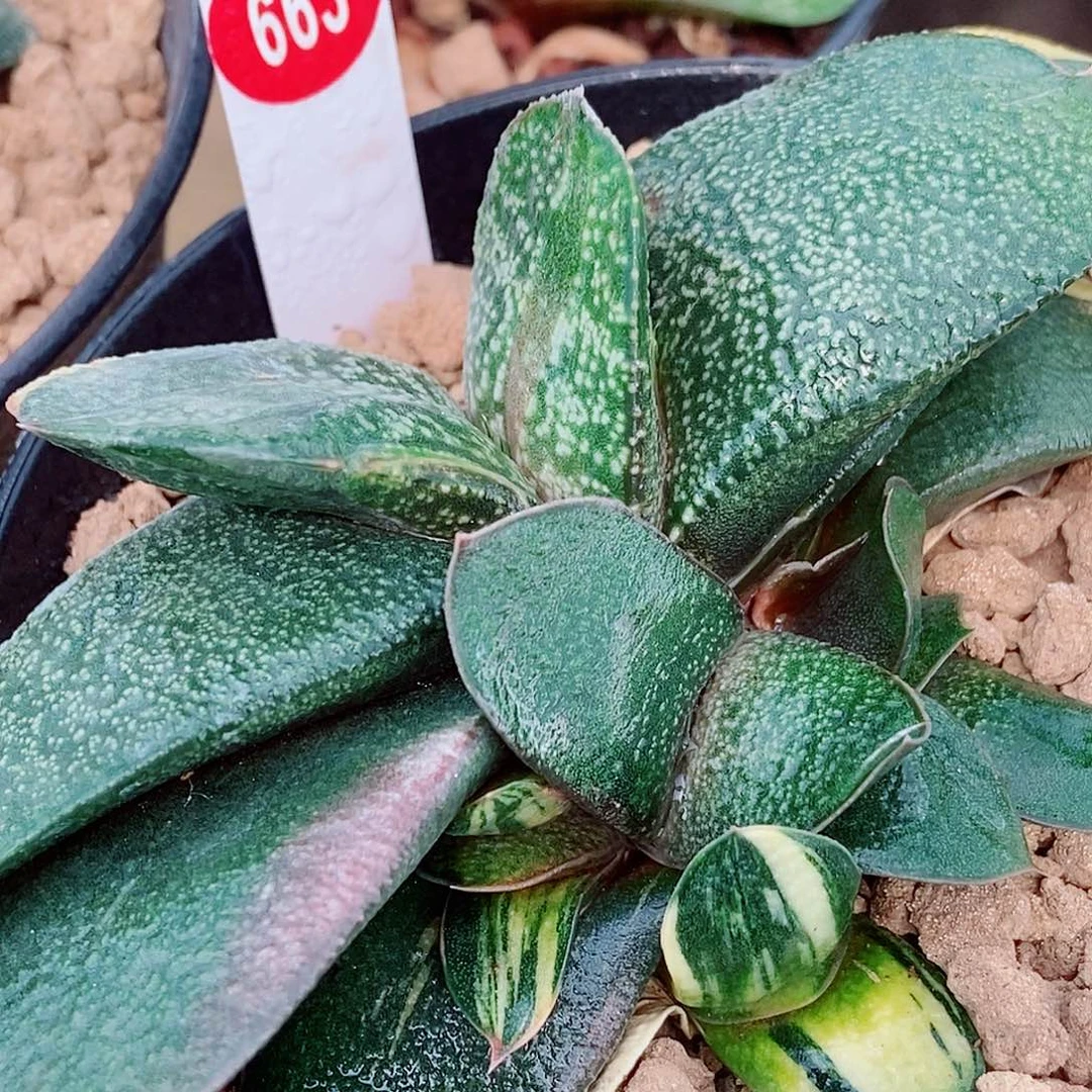 663转卧牛实生锦带盆发货