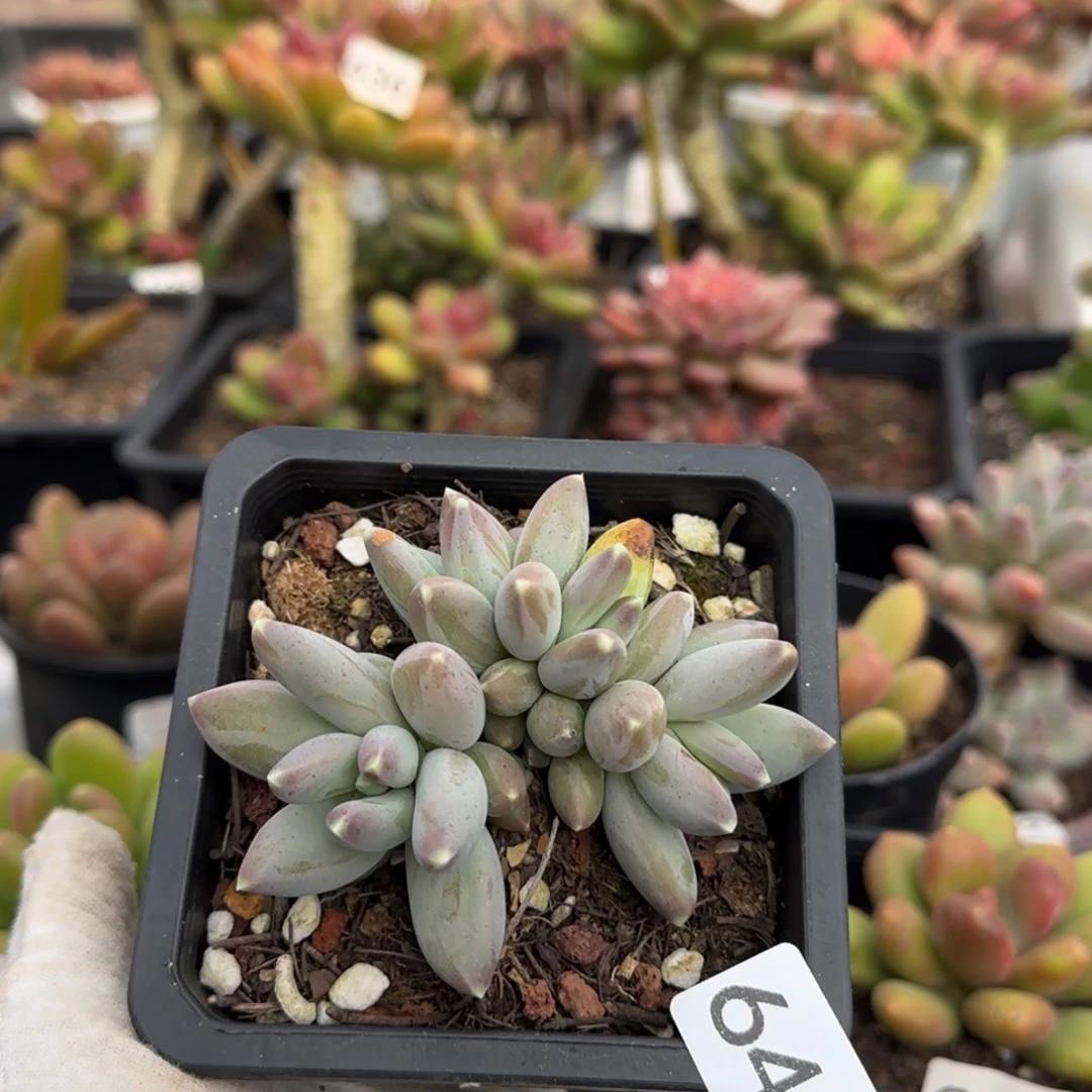 641号一物一拍一物一拍