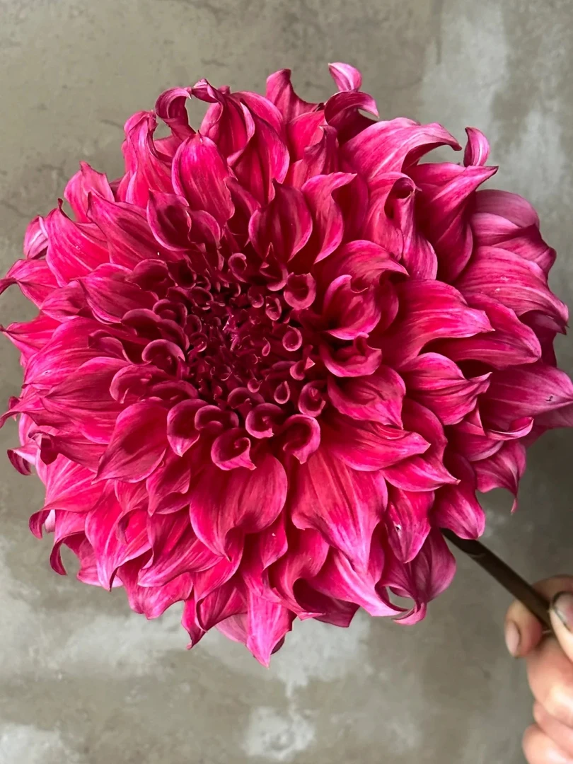 （岛民）进口大丽花种球多年生