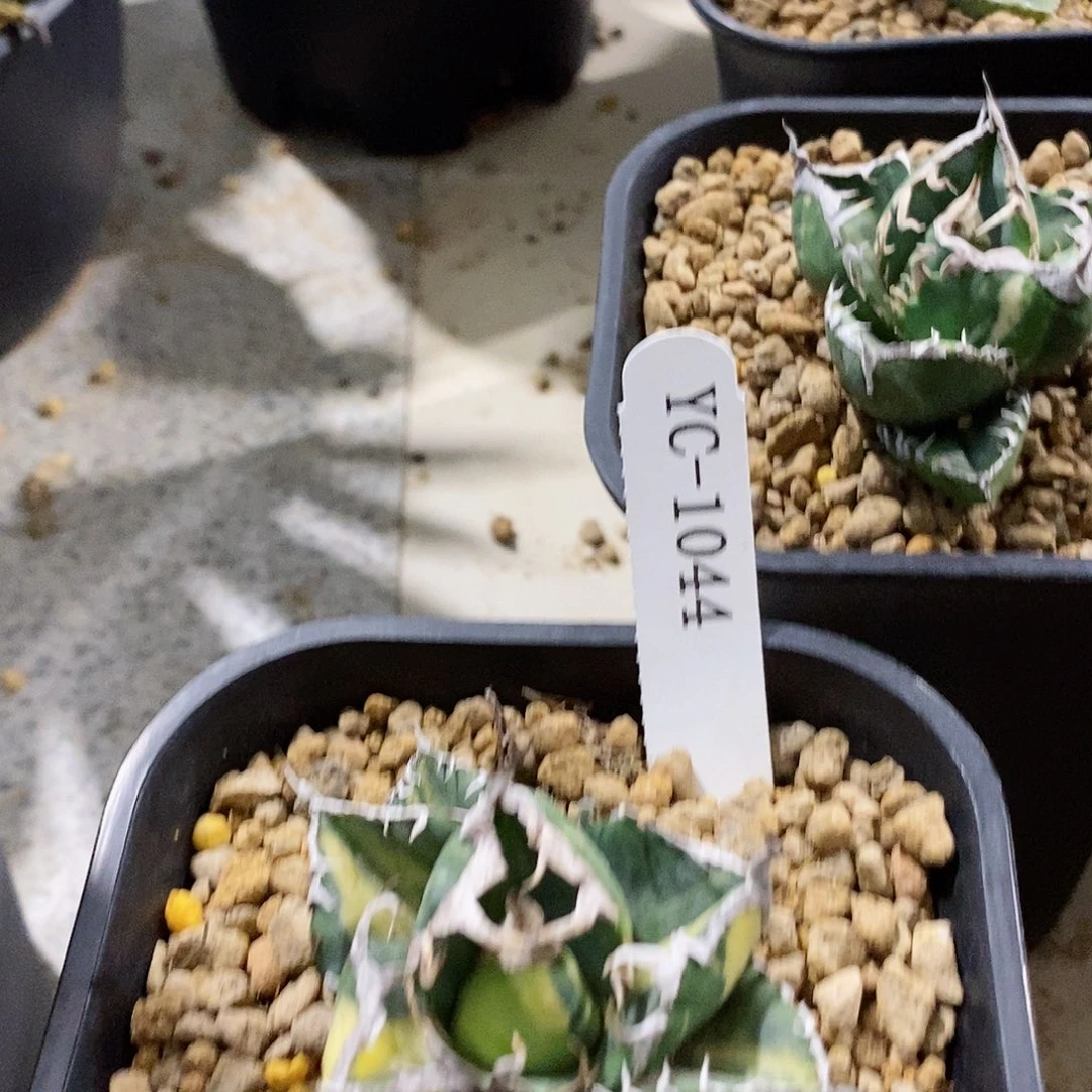 梵**体立可白。龙舌兰。111