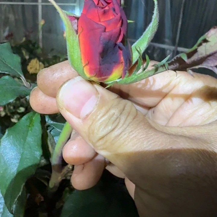 无花朵Cc根接小苗