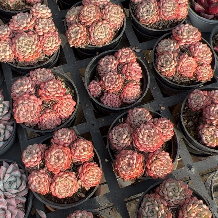 新疆包邮 姬莲群