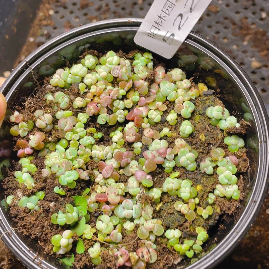 多肉植物多肉植物522
