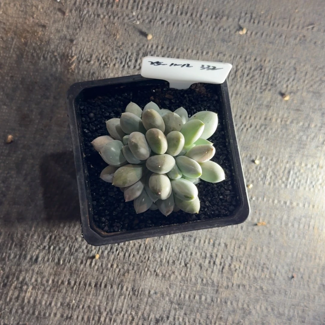 一物一拍11-12黄胖体哥特萝莉332
