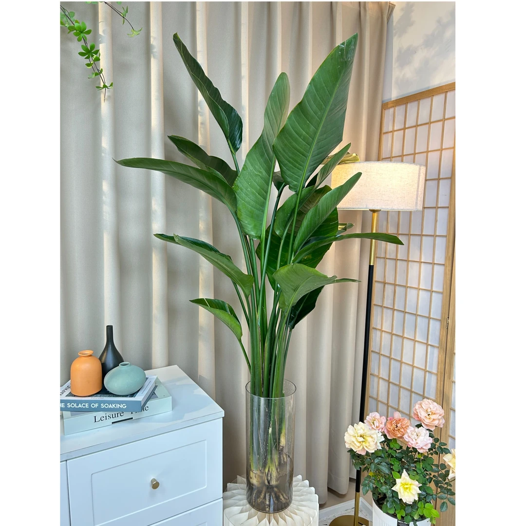 水培天堂鸟1-1.2米好养活干净室内客厅清新空气大植物办公室夏季