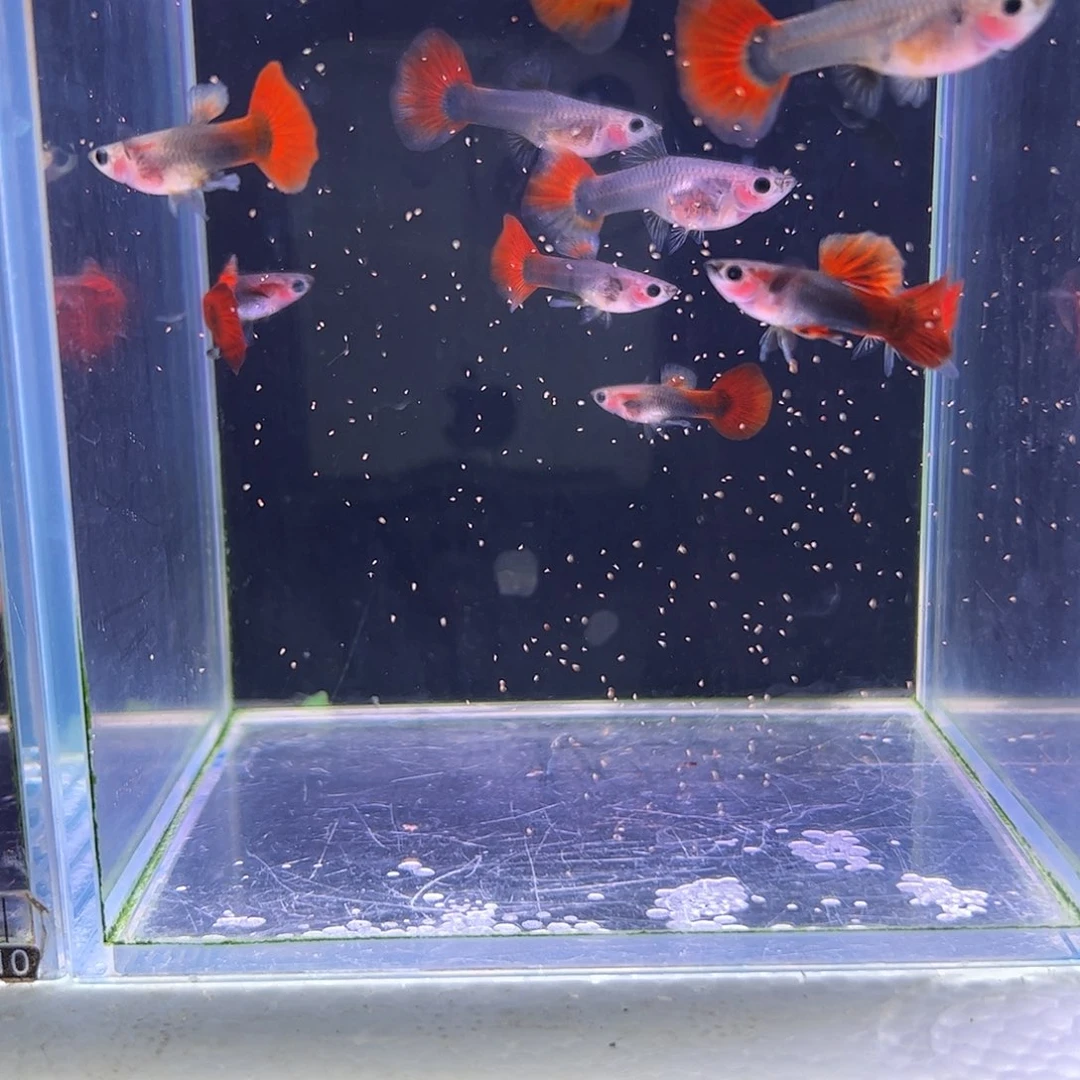 孔雀鱼折扇玻璃猫5对