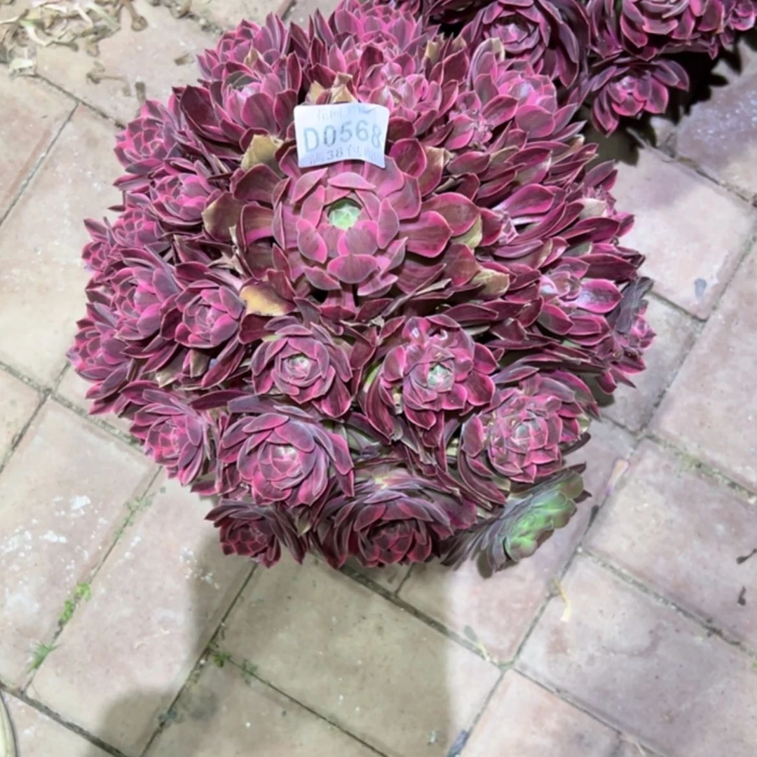 【闪购商品】有****糖568浣纱多肉