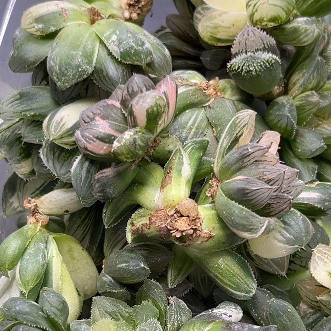 恭喜发财大吉大利0226