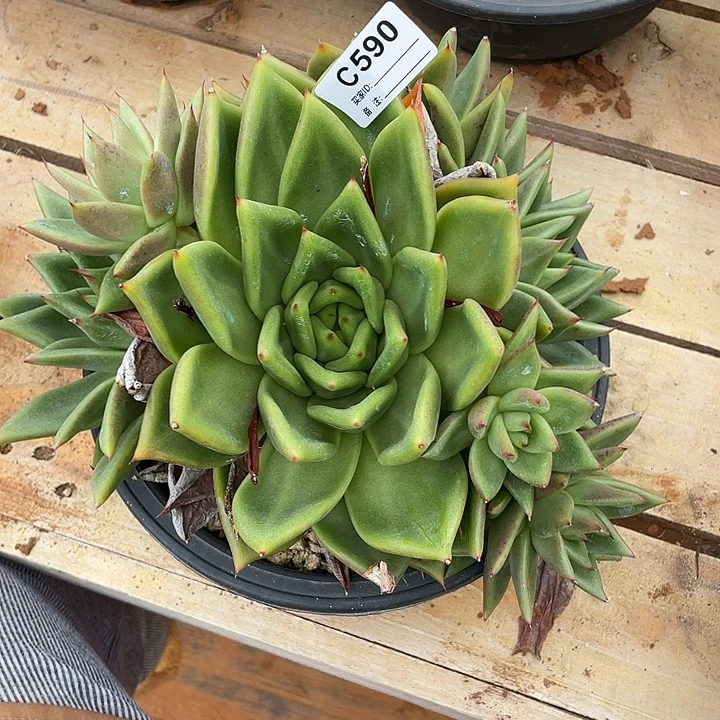 若茹东云单拍C590