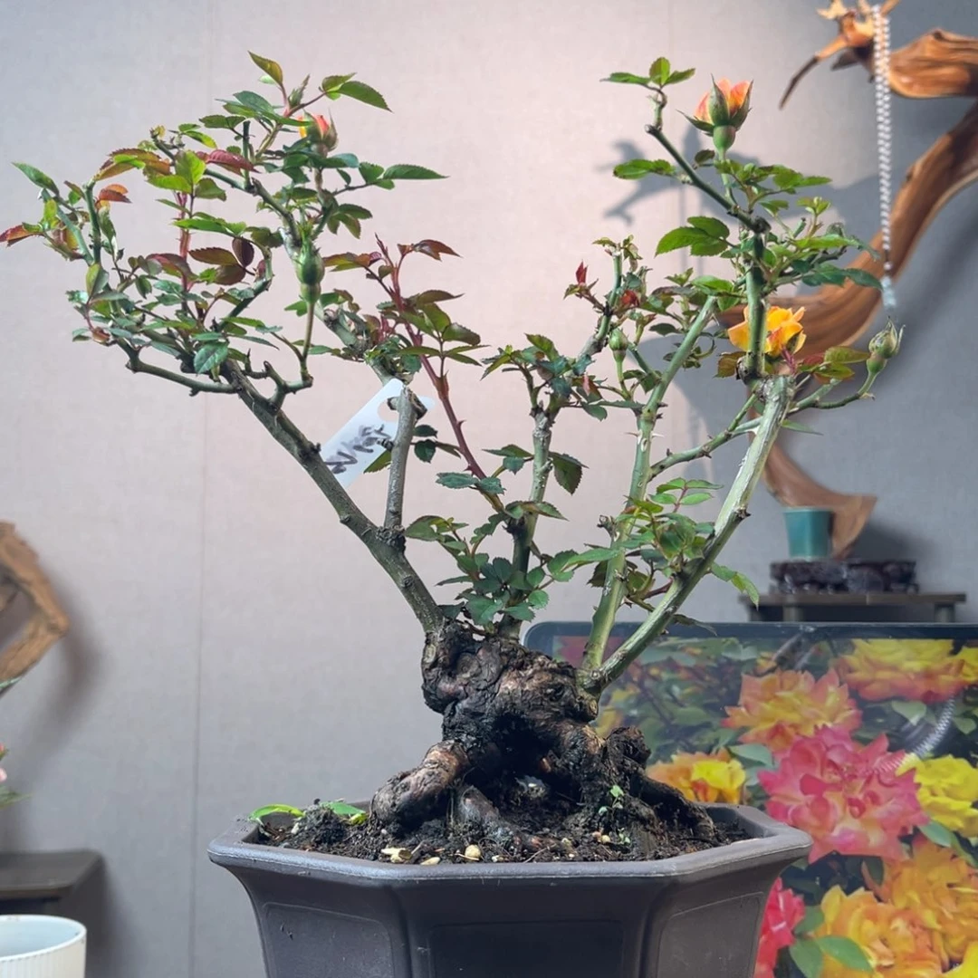 澳***哥少量花朵（建议范围：2朵-5朵 或40%以下）