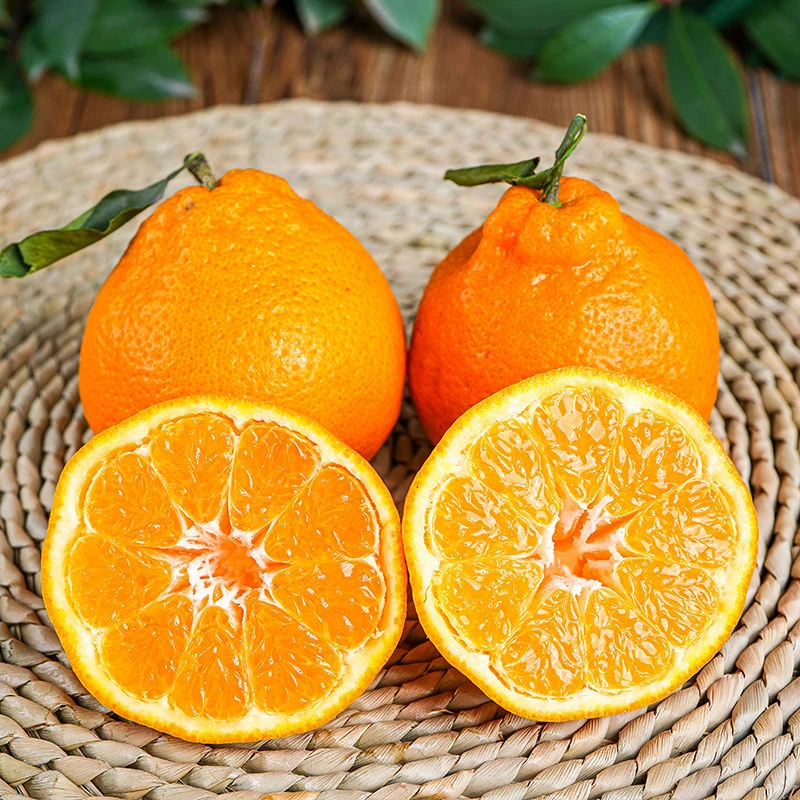 【亮哥】顺丰包邮现货速发四川春见耙耙柑