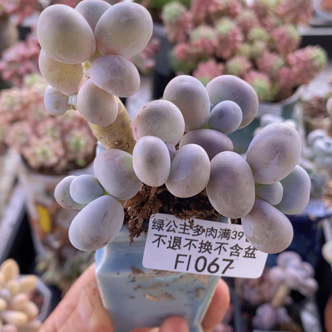 芭比奶洛老桩7cm1067多肉植物