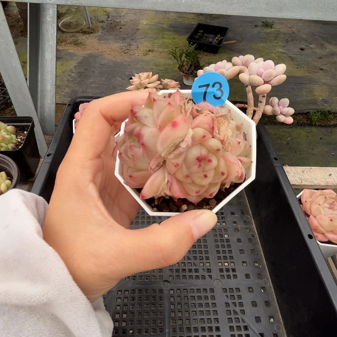 73 多肉脱土 群生不包整