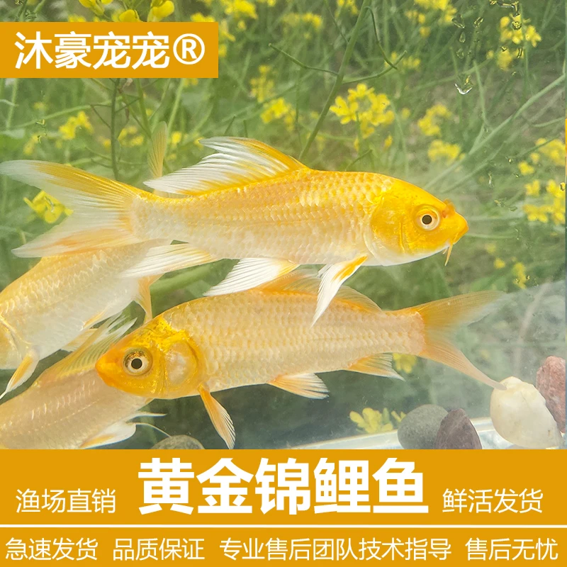 【黄金锦鲤】龙凤锦鲤超旺运招财淡水冷水观赏养殖包邮包活