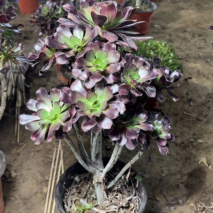 多肉植物法师圆叶14