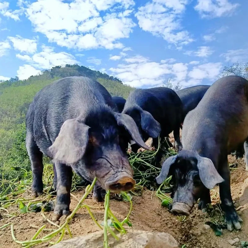 【贵州小胜土猪】一单一称一拍发顺丰冷链——贵州土猪