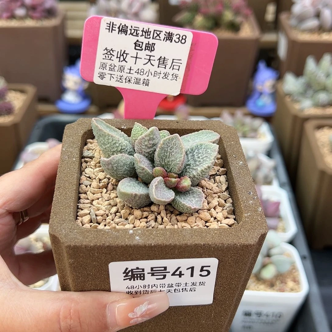 415绿猪肝多肉植物