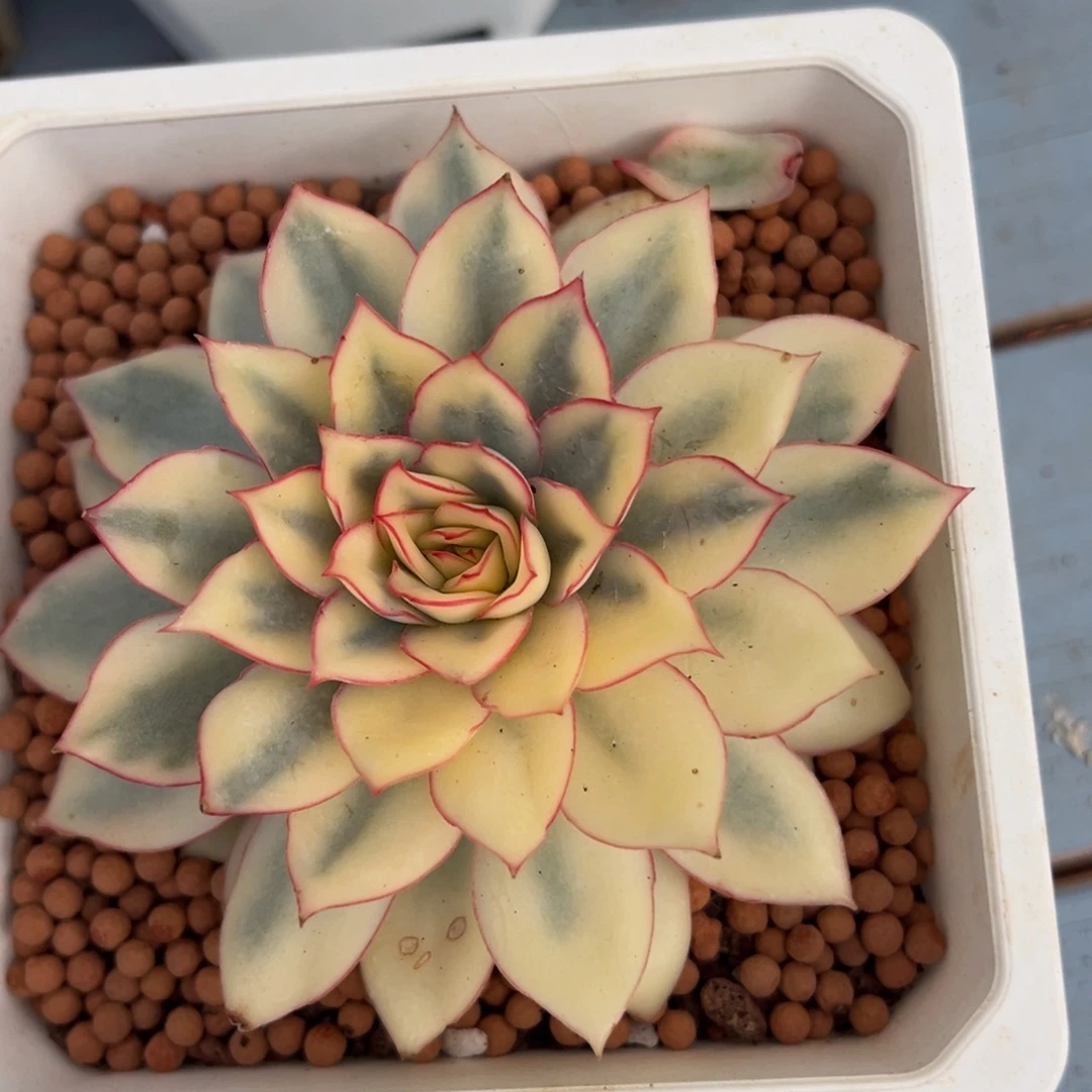 包***抠月光女神锦，宽覆轮锦基因