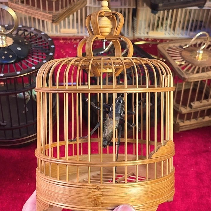 s*h笼子带山青虫一个