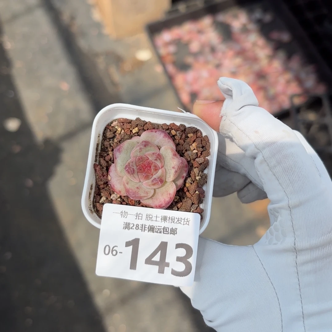 蕉糖珍妮单头多肉多肉