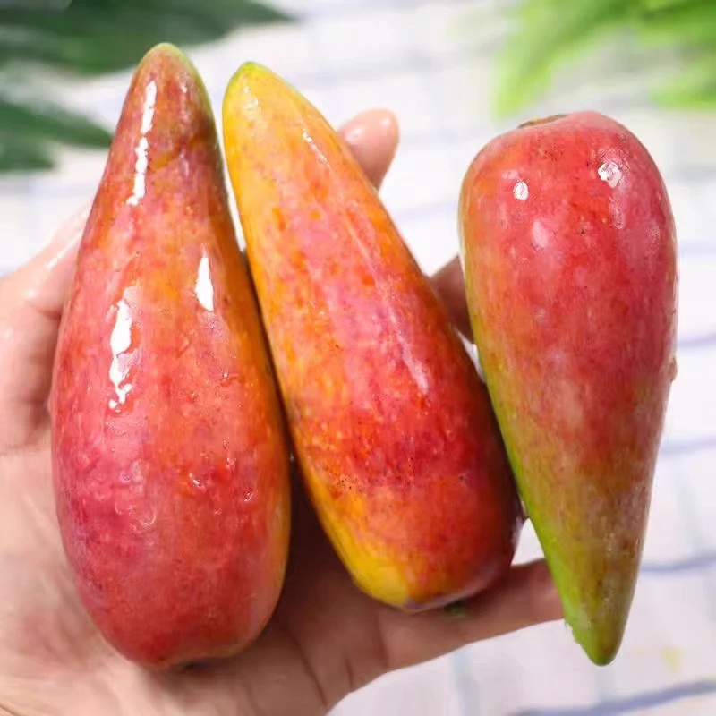 海南辣椒芒 香甜嫩滑 礼盒装净重4斤