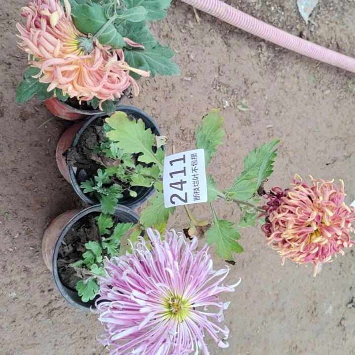 完全开放土球剪花发货无售后一物一拍2411