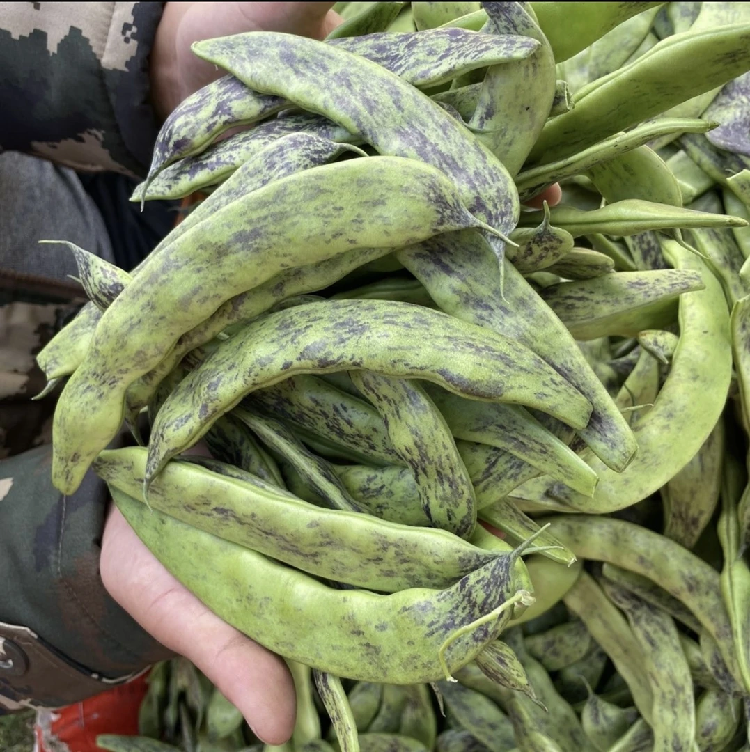 东北陆地绿豆角开锅即烂大马掌油豆角新鲜蔬菜