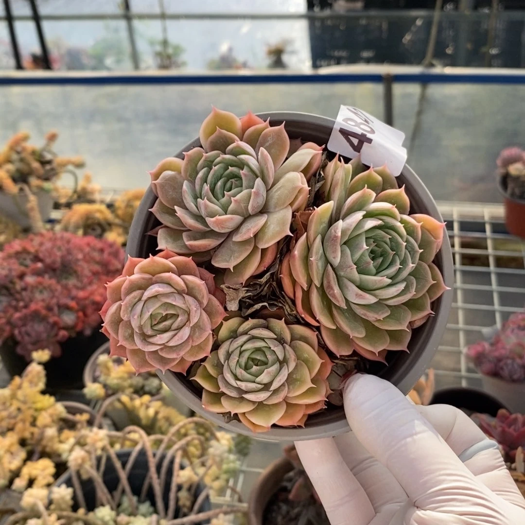 4841昂斯诺一物一拍