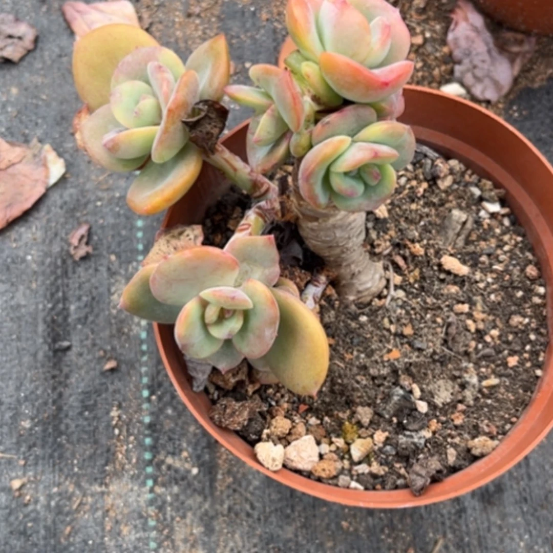 【闪购商品】c**i白凤