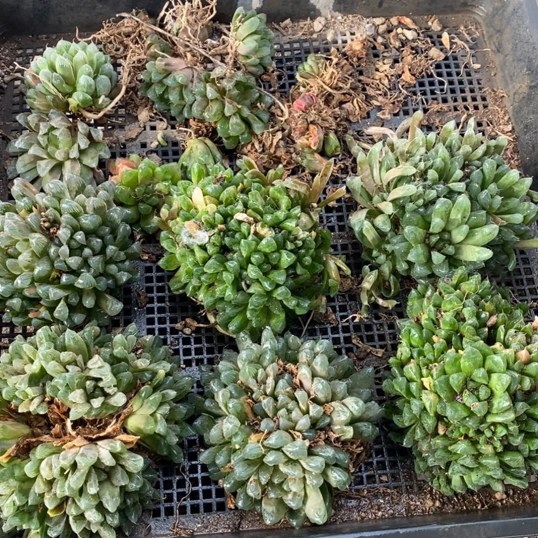牛***哥2436 一整筐全部 超级福利
