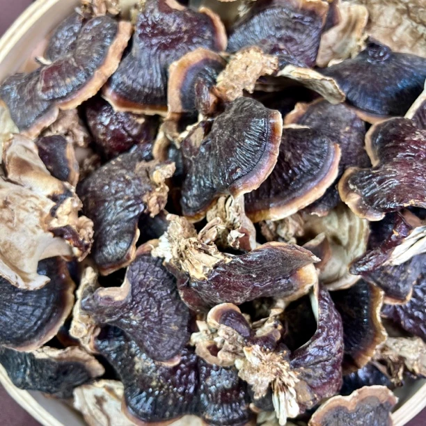 【西藏产地】正宗金边芝芝菌菇250g 菌味浓郁煲汤煲水