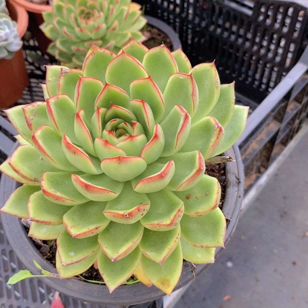 909萤火虫一物一拍