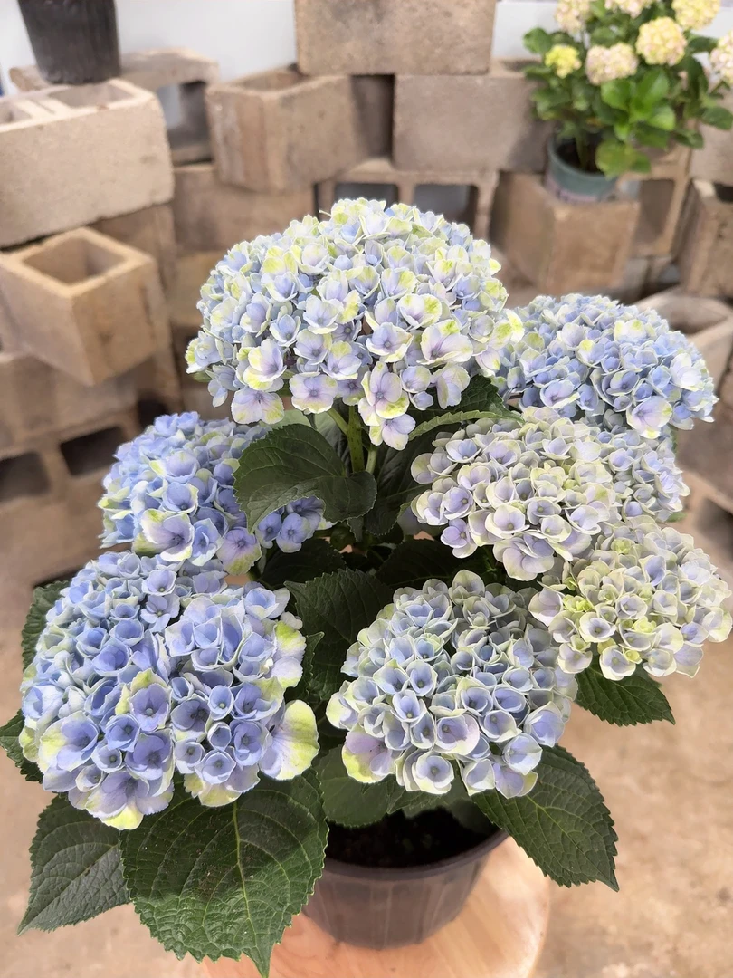 拿铁的花店绣球花魔幻革命