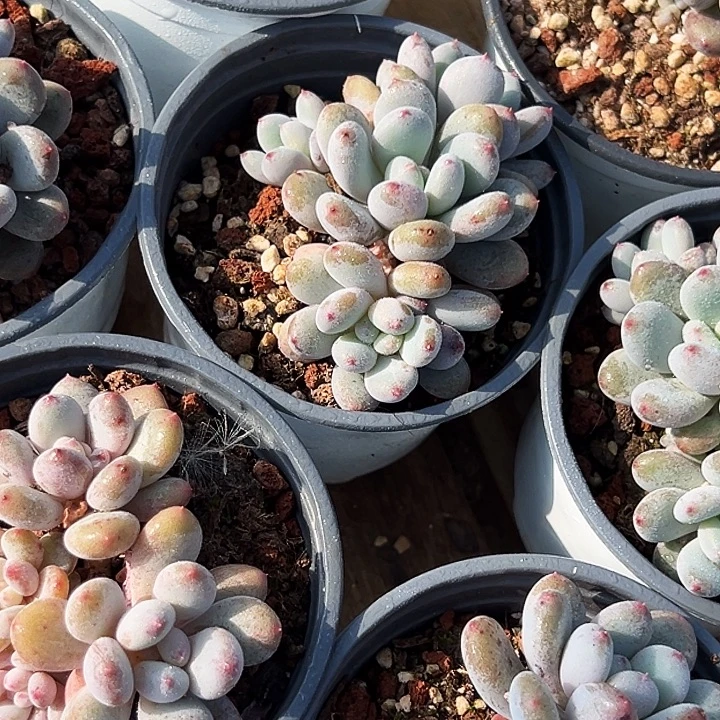 多头          香香雪