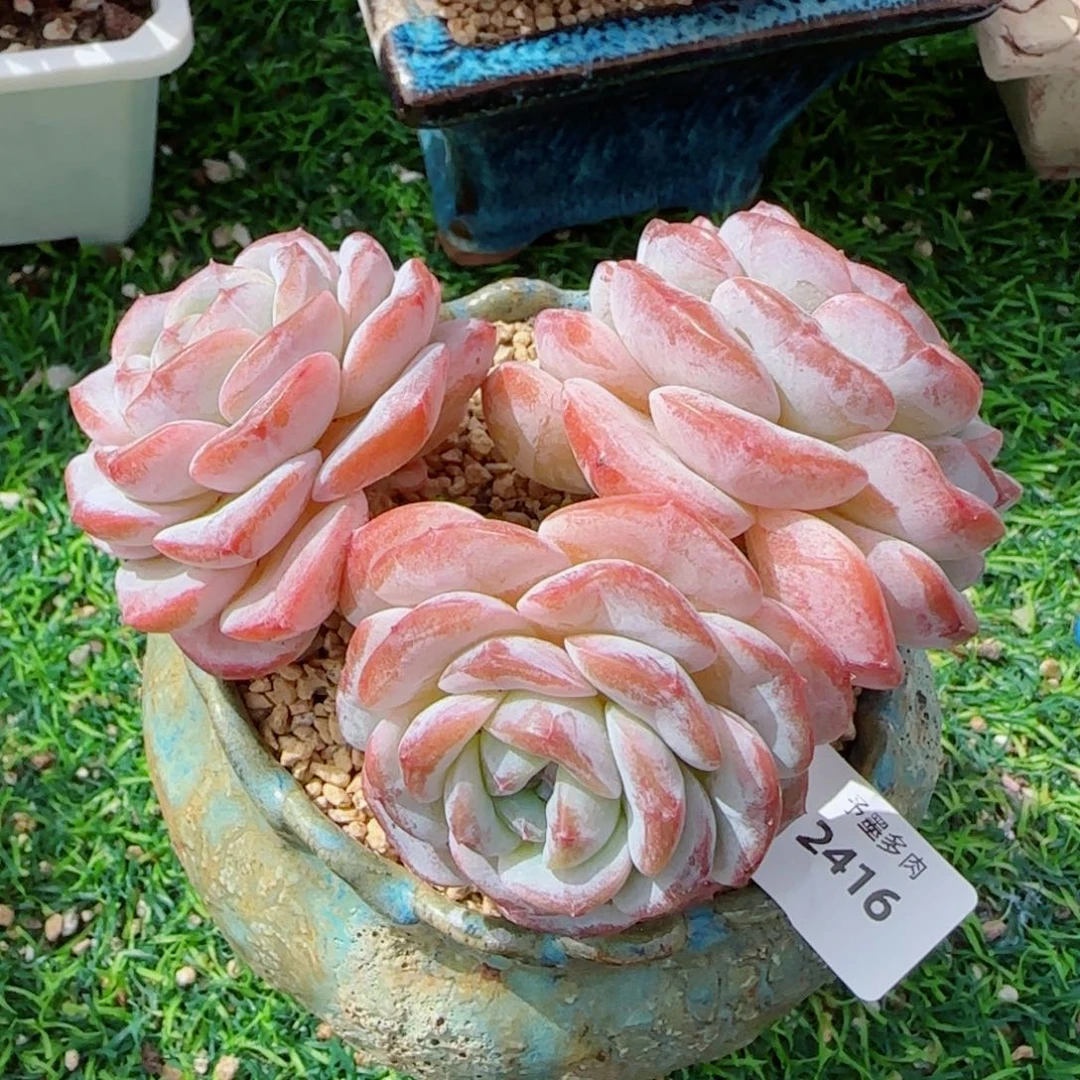 粗桩冰魄，2416多肉植物