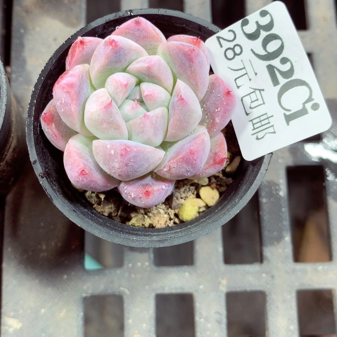 5厘米盆精控多肉392