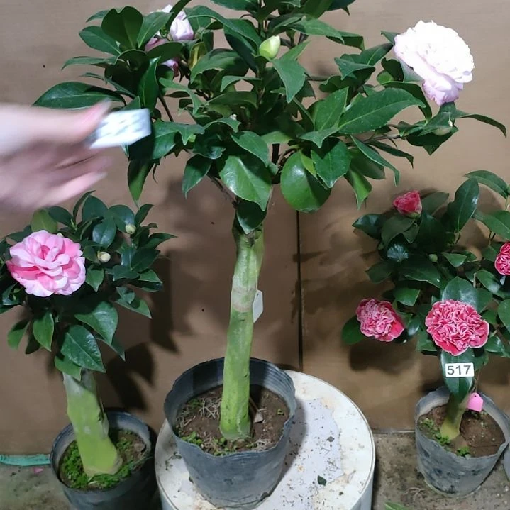 538心愿，原盆原土发货，不包邮