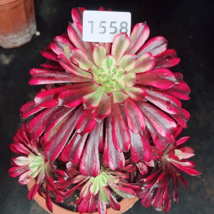 独家新品火焰精灵多肉