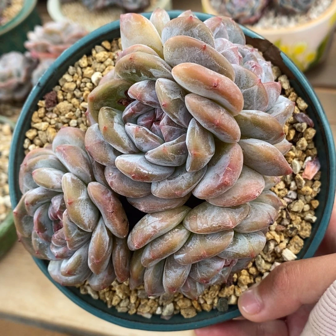 四头绿底紫心短肥圆