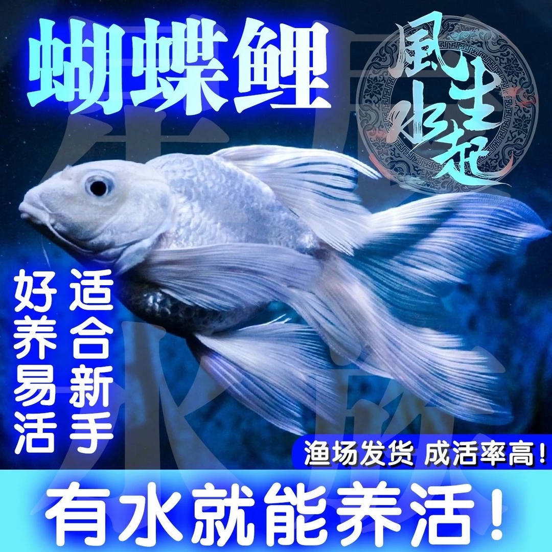 台湾蝴蝶鲤观赏鱼白球体大鳍大尾鱼苗招财风水鱼冷水鱼好养耐活
