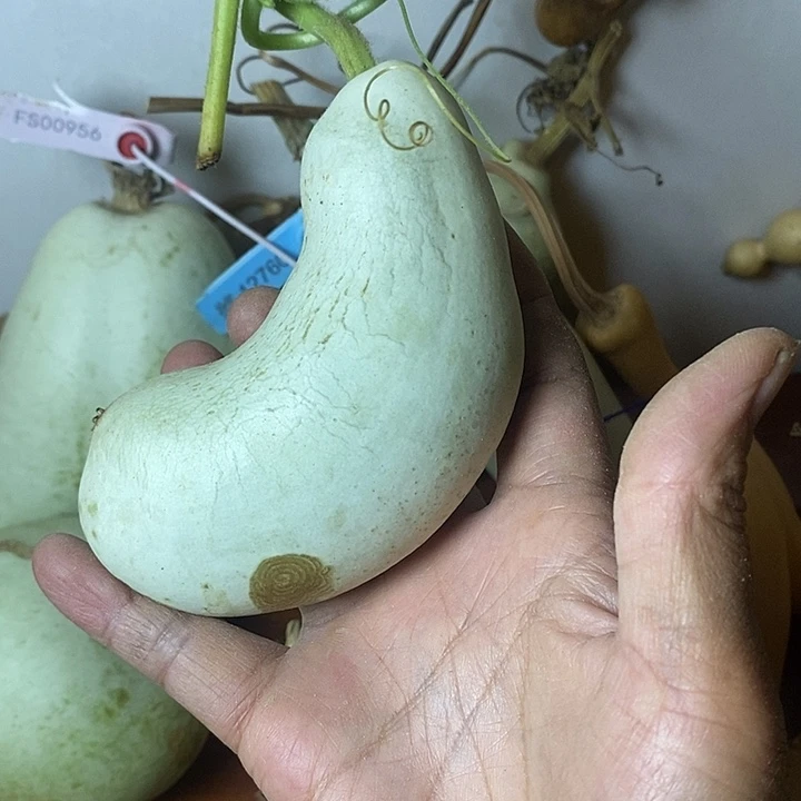 H***T青皮腰子葫芦摆件手把