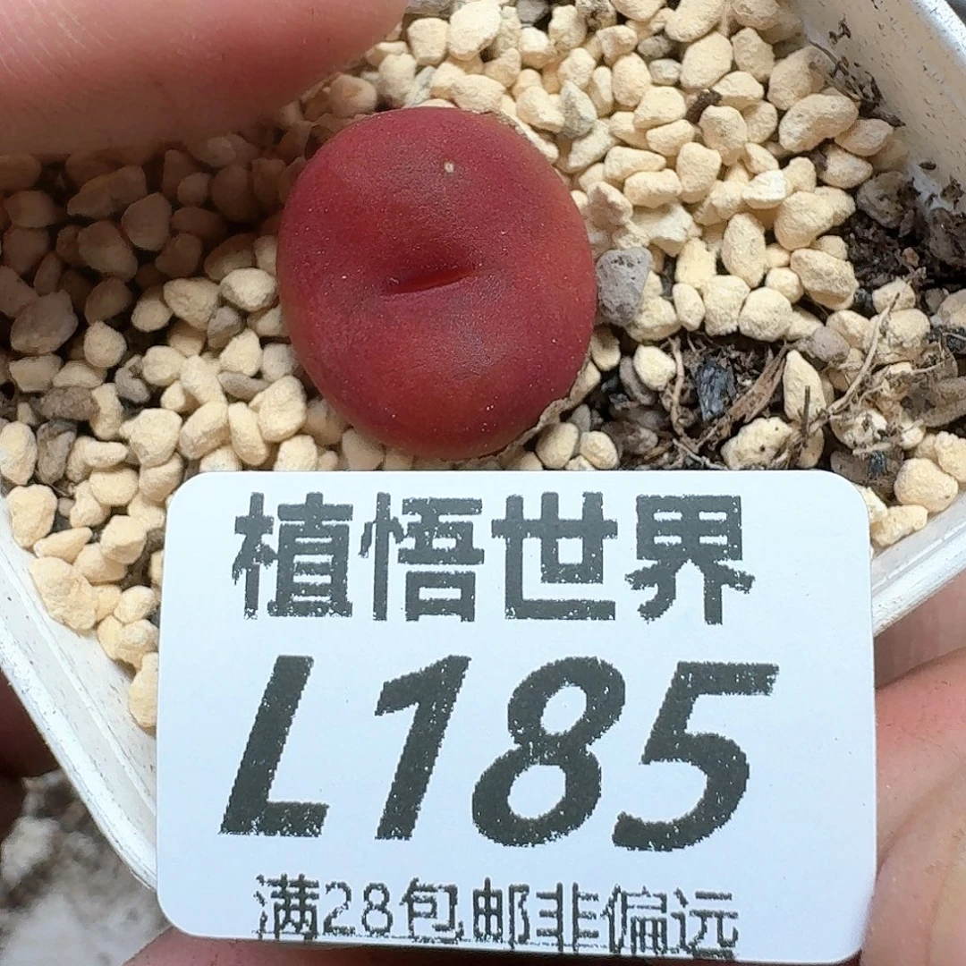 多肉植物的润泽地