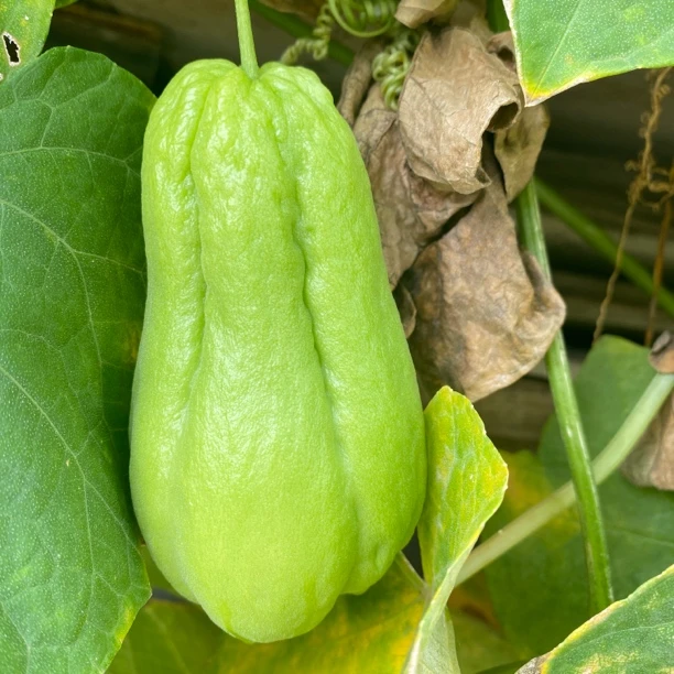 云南新鲜佛手瓜5斤高原新鲜蔬菜洋瓜捧瓜丰收寿瓜农家自种瓜