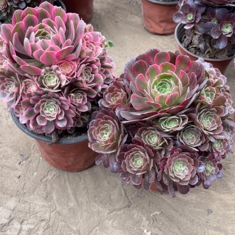 179多肉植物组合