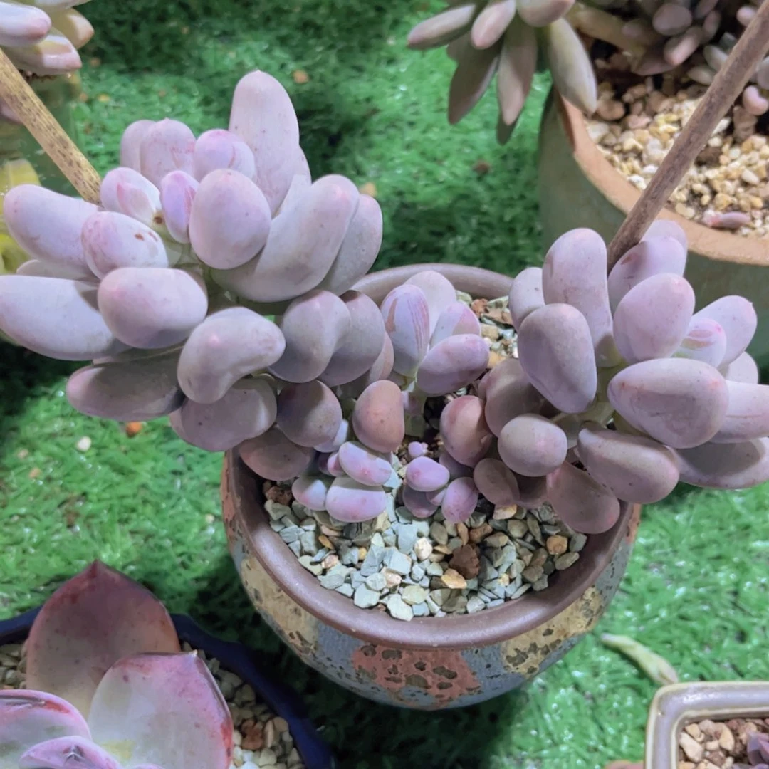 米克奶04210多肉植物