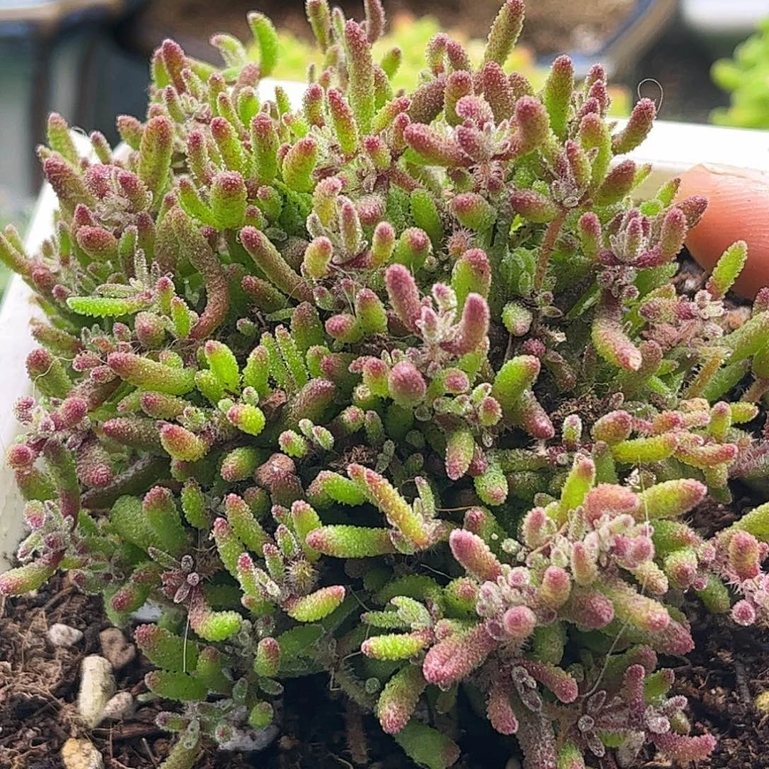 昕宝红麒麟枝干番杏优质