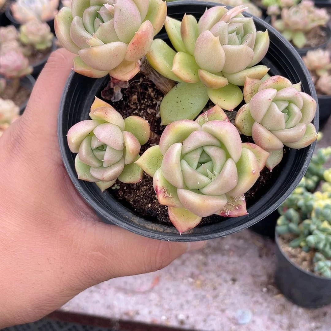 梦**你0209  冰城 六月六